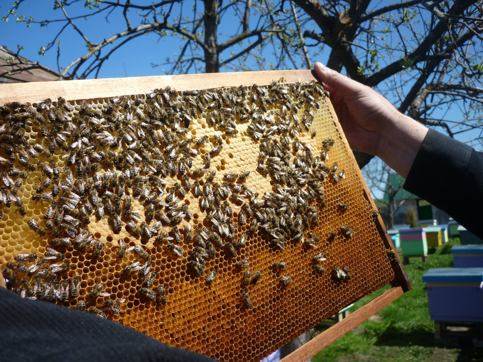 пчелы мёд